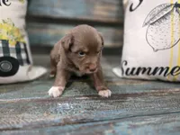 Ember, a male Australian Shepherd for sale in Paris, TN – 5 of 5