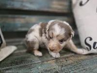 Elsie, a female Australian Shepherd for sale in Paris, TN – 2 of 5