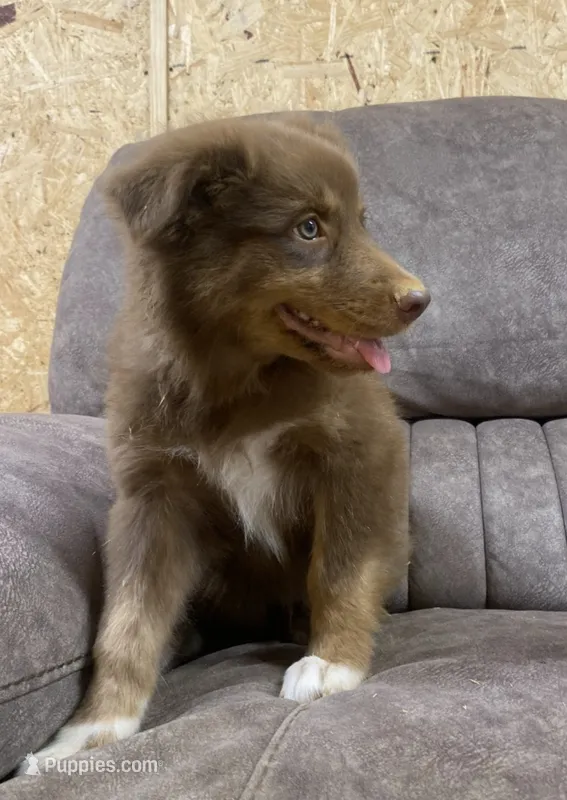 Ember – Australian Shepherd puppy for sale in Paris, TN