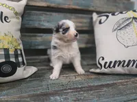 Evie, a female Australian Shepherd for sale in Paris, TN – 4 of 5