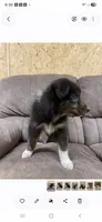 Echo, a female Australian Shepherd for sale in Paris, TN – 5 of 9