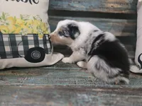 Evie, a female Australian Shepherd for sale in Paris, TN – 5 of 5