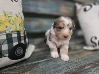 Elsie, a female Australian Shepherd for sale in Paris, TN – 3 of 5