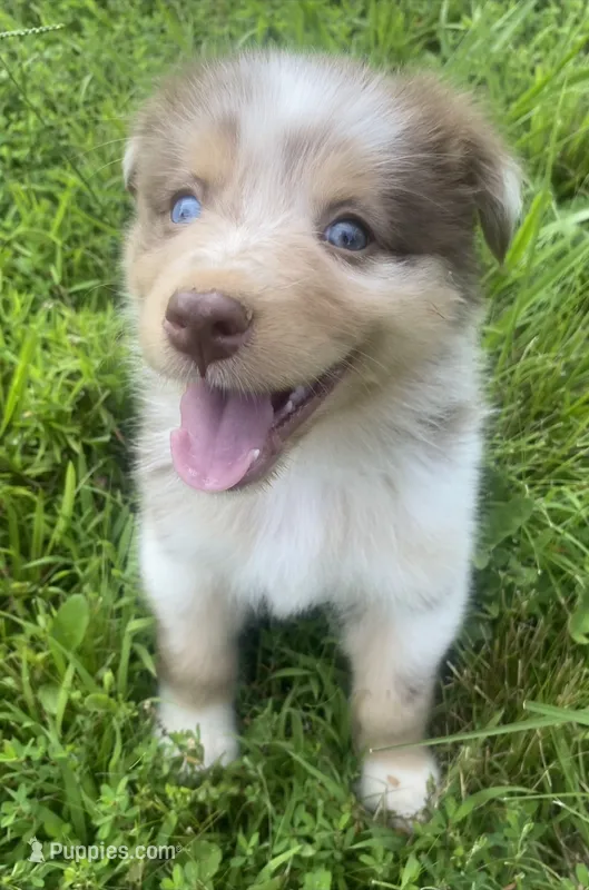 Elsie – Australian Shepherd puppy for sale in Paris, TN