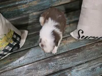 Ella, a female Australian Shepherd for sale in Paris, TN – 2 of 5