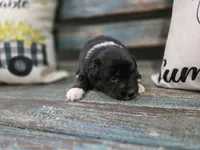 Echo, a female Australian Shepherd for sale in Paris, TN – 3 of 4