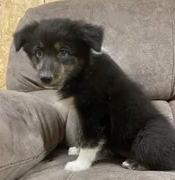 Echo, a female Australian Shepherd for sale in Paris, TN – 4 of 9