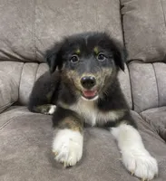 Enzo, a male Australian Shepherd for sale in Paris, TN – 3 of 7