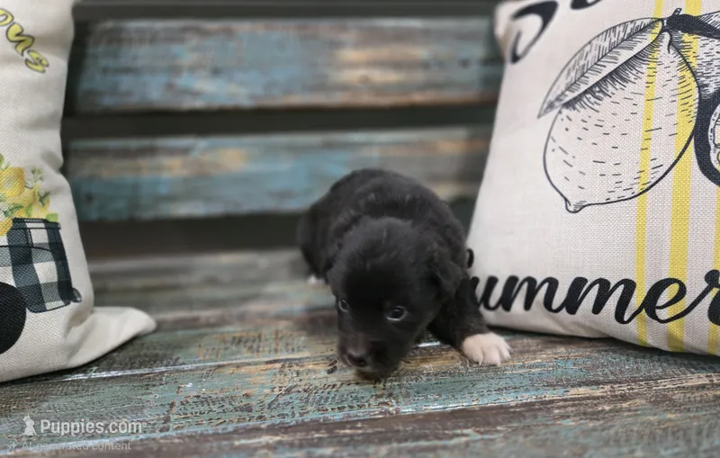 Elina – Australian Shepherd puppy for sale in Paris, TN
