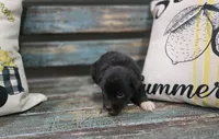Elina, a female Australian Shepherd for sale in Paris, TN – 1 of 4