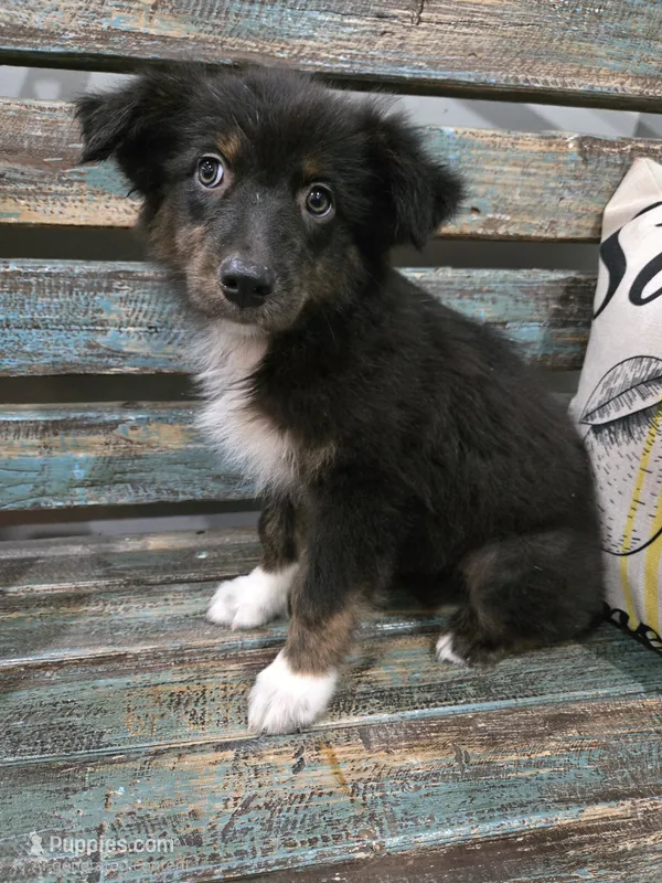 Elina – Australian Shepherd puppy for sale in Paris, TN