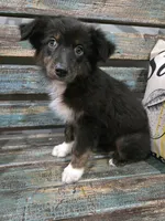 Elina, a female Australian Shepherd for sale in Paris, TN – 1 of 8