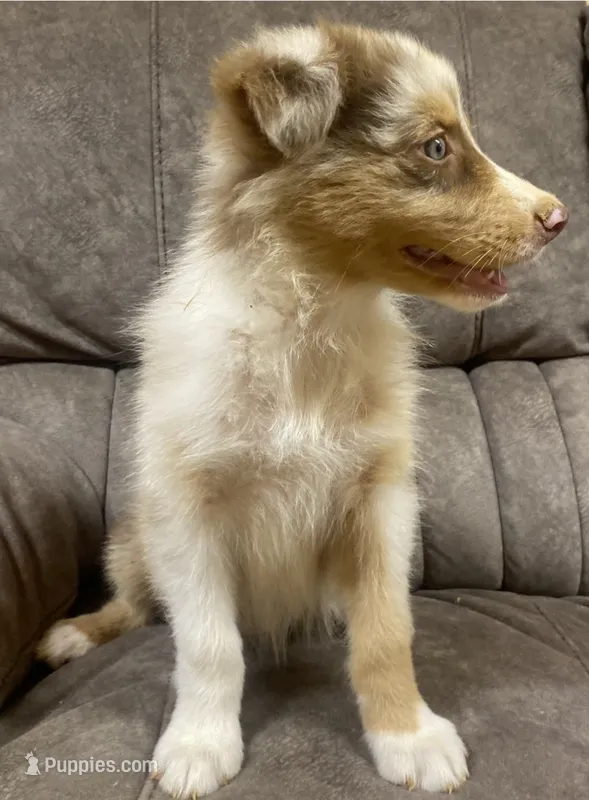 Ellie – Australian Shepherd puppy for sale in Paris, TN