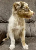 Ellie, a female Australian Shepherd for sale in Paris, TN – 1 of 8