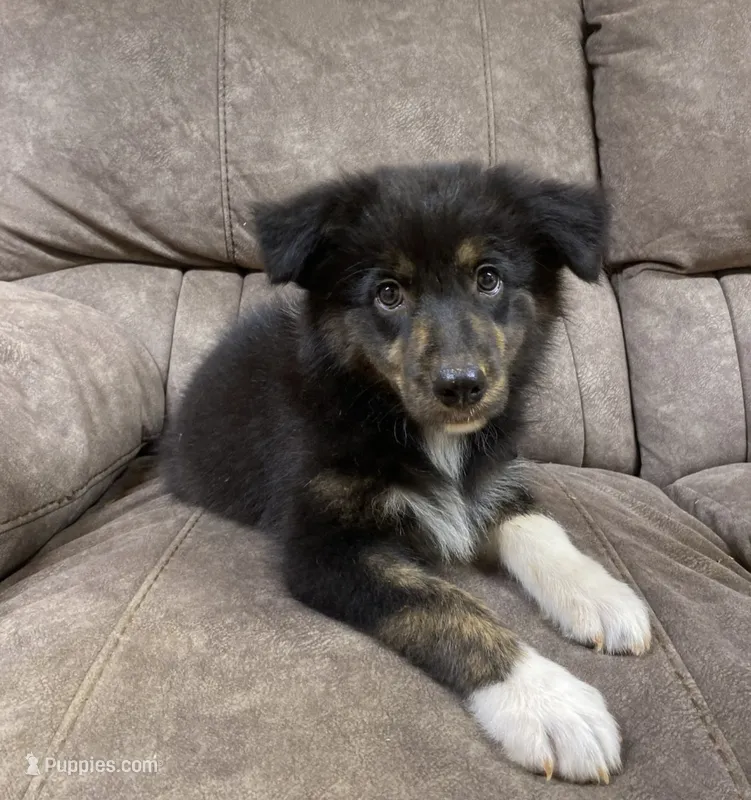 Echo – Australian Shepherd puppy for sale in Paris, TN