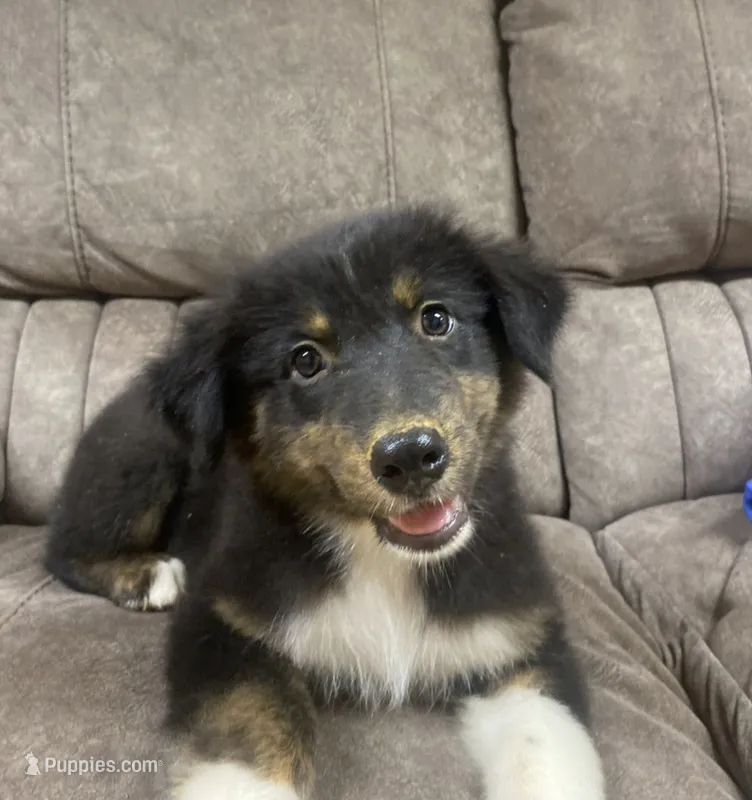 Enzo – Australian Shepherd puppy for sale in Paris, TN