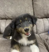Enzo, a male Australian Shepherd for sale in Paris, TN – 1 of 7