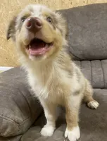Ellie, a female Australian Shepherd for sale in Paris, TN – 3 of 8