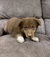 Ember, a male Australian Shepherd for sale in Paris, TN – 3 of 8