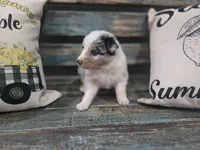 Evie, a female Australian Shepherd for sale in Paris, TN – 3 of 5