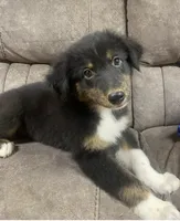 Enzo, a male Australian Shepherd for sale in Paris, TN – 2 of 7