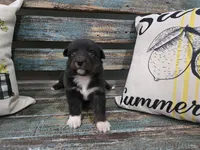Elina, a female Australian Shepherd for sale in Paris, TN – 3 of 4