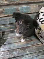 Elina, a female Australian Shepherd for sale in Paris, TN – 4 of 8