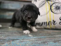 Echo, a female Australian Shepherd for sale in Paris, TN – 2 of 4