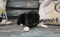 Enzo, a male Australian Shepherd for sale in Paris, TN – 2 of 4