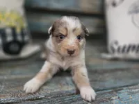 Elsie, a female Australian Shepherd for sale in Paris, TN – 5 of 5