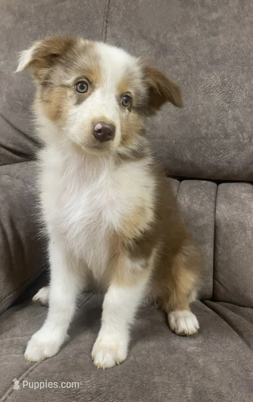 Ella – Australian Shepherd puppy for sale in Paris, TN