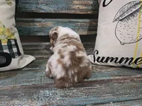 Ellie, a female Australian Shepherd for sale in Paris, TN – 5 of 5