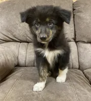 Echo, a female Australian Shepherd for sale in Paris, TN – 2 of 9