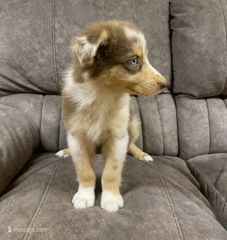 Elsie – Australian Shepherd puppy for sale in Paris, TN