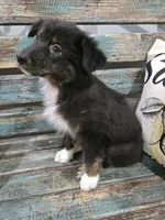 Elina, a female Australian Shepherd for sale in Paris, TN – 2 of 8