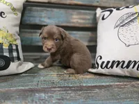 Ember, a male Australian Shepherd for sale in Paris, TN – 3 of 5