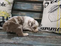 Ellie, a female Australian Shepherd for sale in Paris, TN – 2 of 5