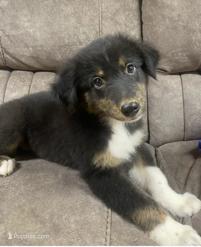 Elina – Australian Shepherd puppy for sale in Paris, TN