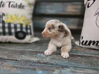 Ellie, a female Australian Shepherd for sale in Paris, TN – 1 of 5