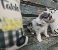 Evie, a female Australian Shepherd for sale in Paris, TN – 2 of 5