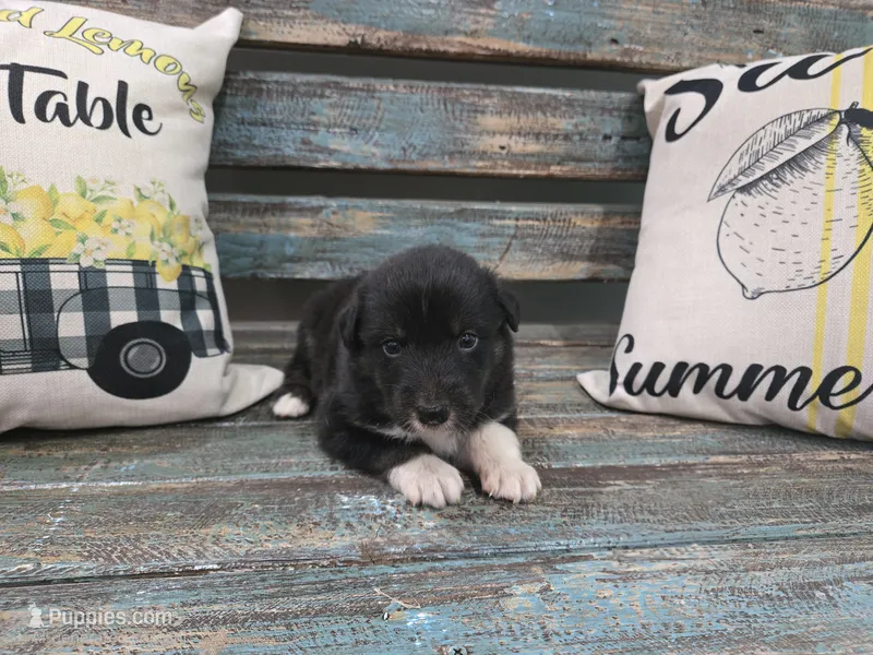 Enzo – Australian Shepherd puppy for sale in Paris, TN