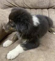 Echo, a female Australian Shepherd for sale in Paris, TN – 3 of 9