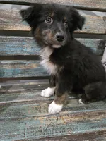 Elina, a female Australian Shepherd for sale in Paris, TN – 3 of 8