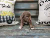 Ember, a male Australian Shepherd for sale in Paris, TN – 4 of 5