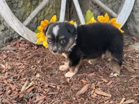 Dugger (Little Guy/Weighs 1.3 lbs @ 4 weeks), a male Toy Australian Shepherd for sale in Plato, MO – 9 of 10
