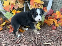 Cody (video on website), a male Toy Australian Shepherd for sale in Plato, MO – 5 of 9
