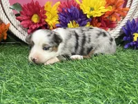 Cricket , a female Toy Australian Shepherd for sale in Plato, MO – 10 of 10