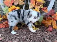 Cricket, a female Toy Australian Shepherd for sale in Plato, MO – 3 of 8