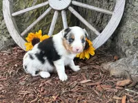 Martin , a male Toy Australian Shepherd for sale in Plato, MO – 3 of 9