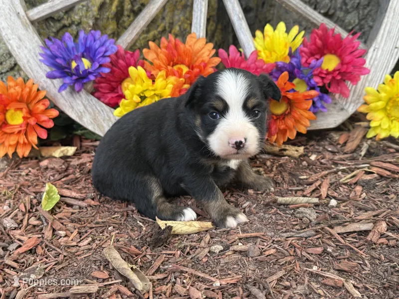Cody – Toy Australian Shepherd puppy for sale in Plato, MO